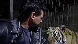 主人半夜三更还要看看老虎睡了没，人和老虎的感情真好