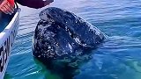 一头灰鲸经常来到岸边，求助人类清除身上的藤壶