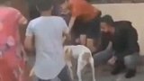 印度孟买一只流浪狗失踪一周后再次返回社区 居民们欢呼庆祝