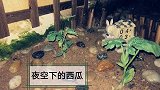 西瓜成长记第七天：夜空下的西瓜