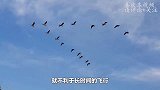 乌鸦杀死了200只羊羔，它是怎么做到的？