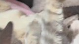 猫咪烤火把自己尾巴烤焦