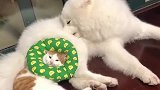 猫：完了，被你咬成脑震荡了！