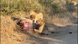年轻雄狮兄弟捕获长颈鹿，流浪路上重要一餐