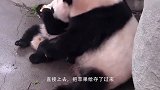 熊猫宝宝打妈妈，结果被熊猫妈妈按着一顿打，下一秒请不要笑！