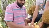 树上长熟的菠萝蜜，现摘现吃