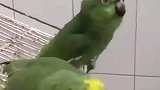 油管上两只鹦鹉笑声太尼玛魔性了，听完我想打鸟！