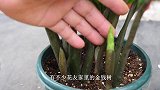 给金钱树用2种肥，促根又长叶，新芽不倒伏