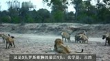 老罗斯雄狮联盟：狮王兄弟惨遭盗猎，老三无力对付鬣狗群