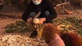 夕阳下的农村生活，这样的生活你喜欢吗？