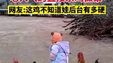 公鸡欺负萌娃，被外公拔毛上桌