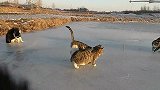 田园猫冰上玩耍