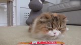 地毯上玩耍的猫咪，这萌萌的小模样，想养猫咪了！