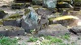 猴子按住撕咬一会儿，尖叫着逃跑