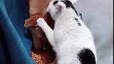 猫：狗哥这是我的猫粮，你太过分了吧！