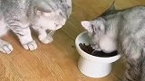 母猫占着碗吃猫粮，公猫只能一颗一颗扒着吃