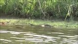 河边出现一条几米长的大蟒蛇，被一枪爆头，哦吼