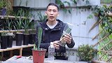 培育虎皮兰，这种方法试过吗？出芽速度快