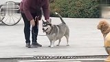 狗：我爸是哈士奇，我妈是柯基，请叫我哈士基