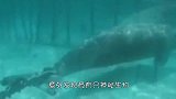 潜水者潜水时，意外发现，竟有只神秘生物被关在海底的笼子里
