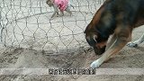 小猴关在笼子里，狗狗扒了个洞，帮小猴逃出来，网友：狗比猴聪明
