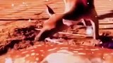 梅花鹿母鹿难产去世，公鹿自断脖颈殉情