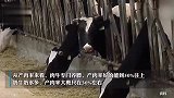 多地现倒奶杀牛现象，奶牛被杀掉卖肉，奶农：有牧场1月亏几十万