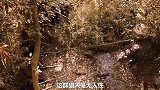 让人泪崩的大猫很可怜，除了人类，任何动物，都懂得报恩