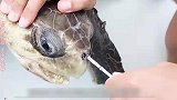 海龟的鼻孔插入20厘米的吸管，被好心小哥奋力救下