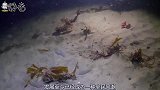 螃蟹机器人被研制出，能适应海底多种地形，救援能力极为高超