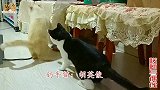 两只男神级公猫见面瞅对方不顺眼，剑拔弩张，网友：谁不打是母猫