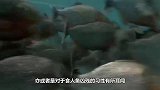 男子将水池里的150条食人鱼饿了6天，然后自己跳进了水池