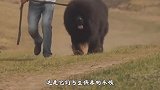 藏獒遇上狮子，谁能更胜一筹王者之间的较量