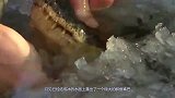 鳄鱼醒来后发现嘴巴被冻住，太倒霉的水上霸主，睡觉也不让人省心