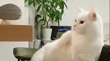 狸花猫：说出来你可能不信，我出招的速度快如闪电！
