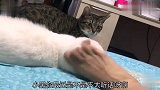主人小黑不听话你踢我干啥，接下来忍住别笑