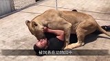 相隔6年未见，狮子一眼就认出了救命恩人，场面何其感人！
