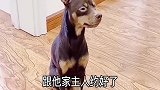主人给啵啵乐找了漂亮小母狗，看把啵啵乐给急得，还不想送礼