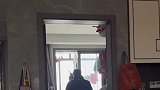 俩个孩子在家看着爸爸，跟在动物园看猴似的