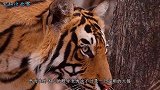 小老虎第一次见到猫咪把它当成了同类，扑上去又亲又咬