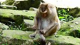 可爱的小猴子和它的朋友玩的好好的，后面它的朋友打了它