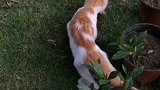 猫：这老鼠可是我抓的，你不许抢啊！