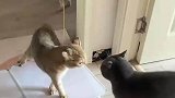 猫猫和同伴吵架，被气得晕倒在地