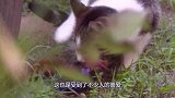 澳洲最“凶残”动物，每年上亿只生物惨遭毒手？政府下血本消灭？