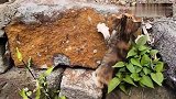 一只小野猫从沟渠里爬出来，好像找不到妈妈了，急得喵喵直叫！
