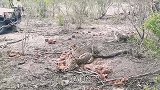 猎豹3兄弟活捉羚羊幼崽，一番玩弄之后将其咬死