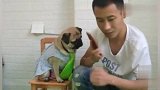 狗狗听懂主人在电话里说的话，立马躲进桌子底下去