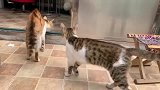 猫刚才是你欺负我兄弟是吧！