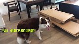 边牧爱上了来安装家具的小哥哥，不停丢球过去示好