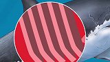 为什么水族馆看不到大白鲨呢？萌知计划 dou出新知 青少年